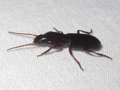 Stenomorphus