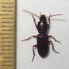 Stenomorphus
