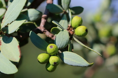 Agelanthus natalitius