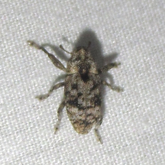 Episcirrus brachialis