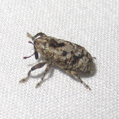 Episcirrus brachialis