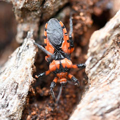 Tegea atropicta