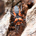 Termite Assassin Bug - Photo (c) Mark Calabretta, some rights reserved (CC BY-NC), uploaded by Mark Calabretta