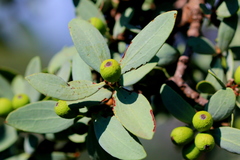 Agelanthus natalitius