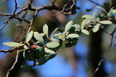 Agelanthus natalitius