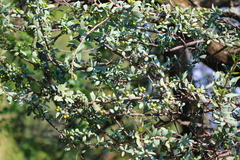 Agelanthus natalitius