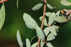 Agelanthus natalitius