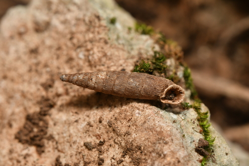Strigillaria denticulata denticulata