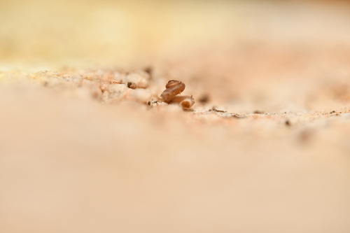 Pyramidula chorismenostoma