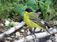 Motacilla flava feldegg