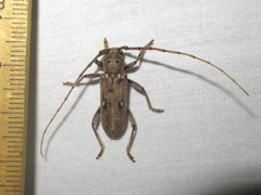Eburia mutica