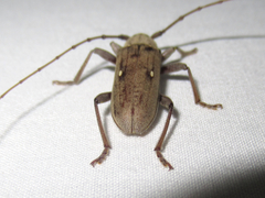 Eburia mutica