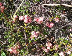 Gaultheria macrostigma