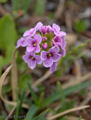 Cardamine purpurea