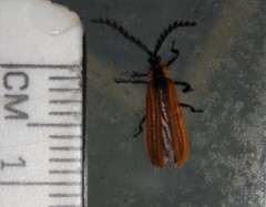 Trichalus ampliatus
