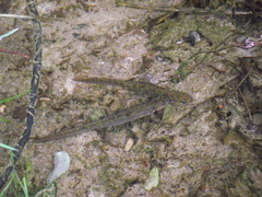 Triturus marmoratus