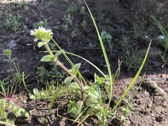 Cerastium glomeratum