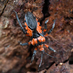 Tegea atropicta