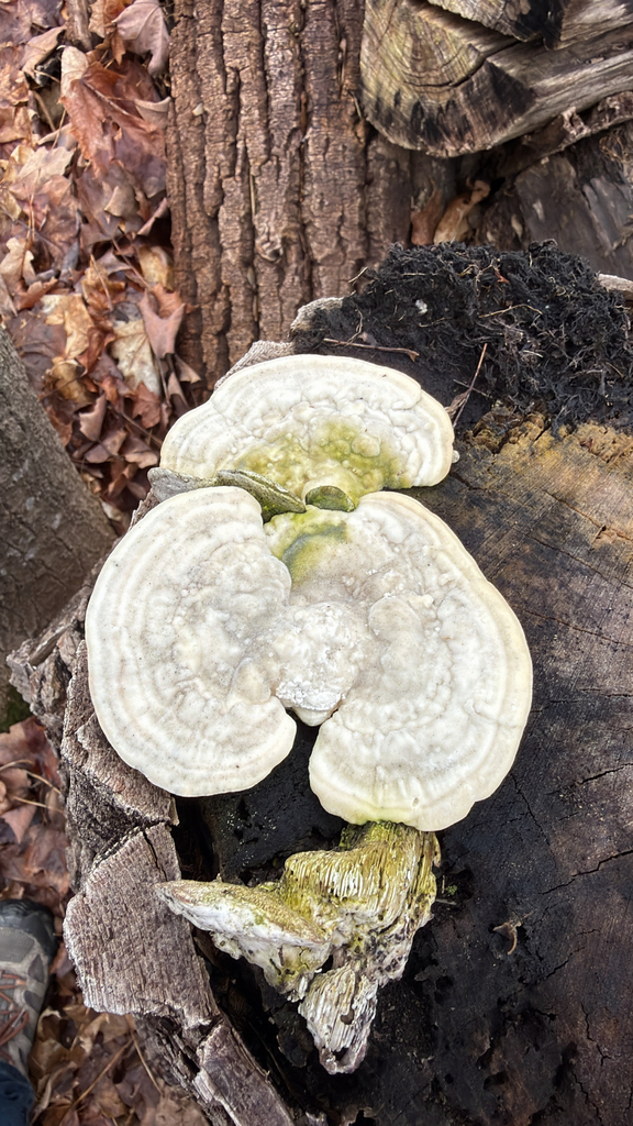 Trametes gibbosa · April 2026 · photo: © marcolivierbeausoleil (iNaturalist, cc-by)