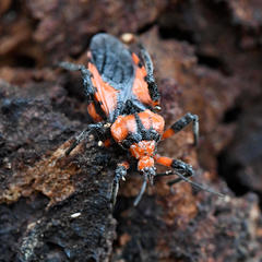 Tegea atropicta