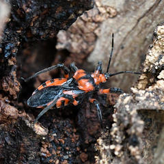 Tegea atropicta