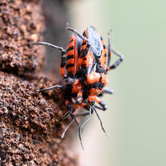 Tegea atropicta
