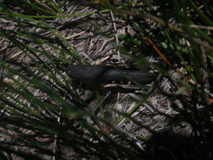 Cirphula pyrrhocnemis