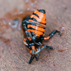 Tegea atropicta