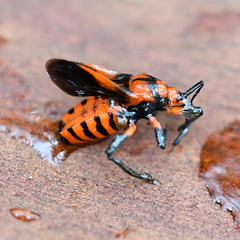 Tegea atropicta