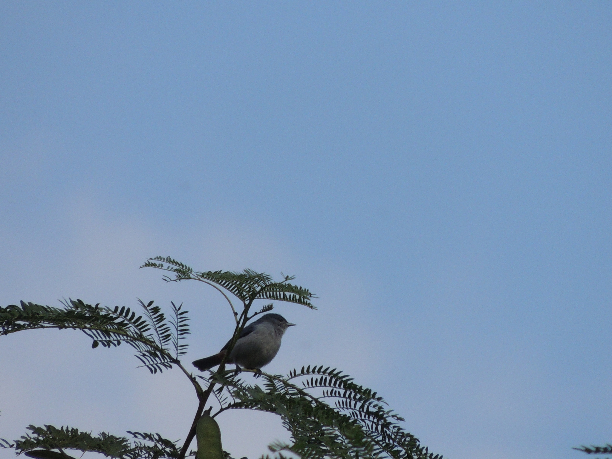 Chestnut-vented Conebill (Conirostrum speciosum), photo 7