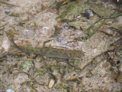 Triturus marmoratus