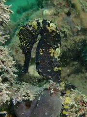 Hippocampus comes