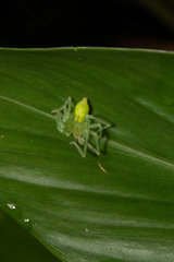 Gnathopalystes taiwanensis