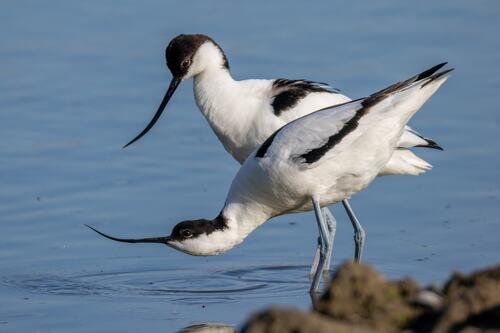Avoceta común (Recurvirostra avosetta)