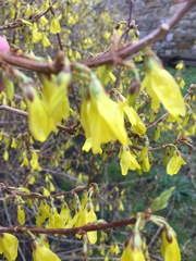 Forsythia suspensa