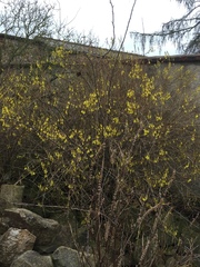 Forsythia suspensa