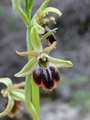 Ophrys mammosa