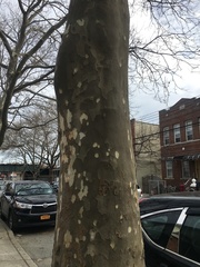 Platanus × hispanica