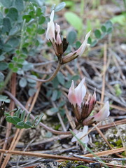 Astragalus cyprius