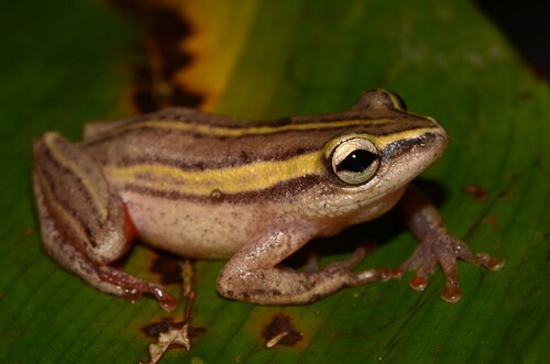 Kunungu Reed Frog, Hyperolius schoutedeni