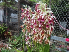 Phaius