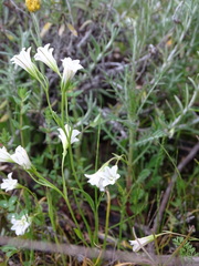 Gagea graeca