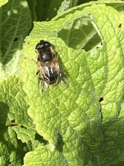 Eristalis pertinax