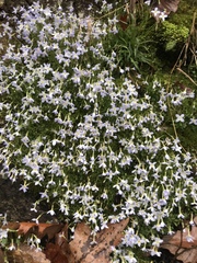 Houstonia serpyllifolia