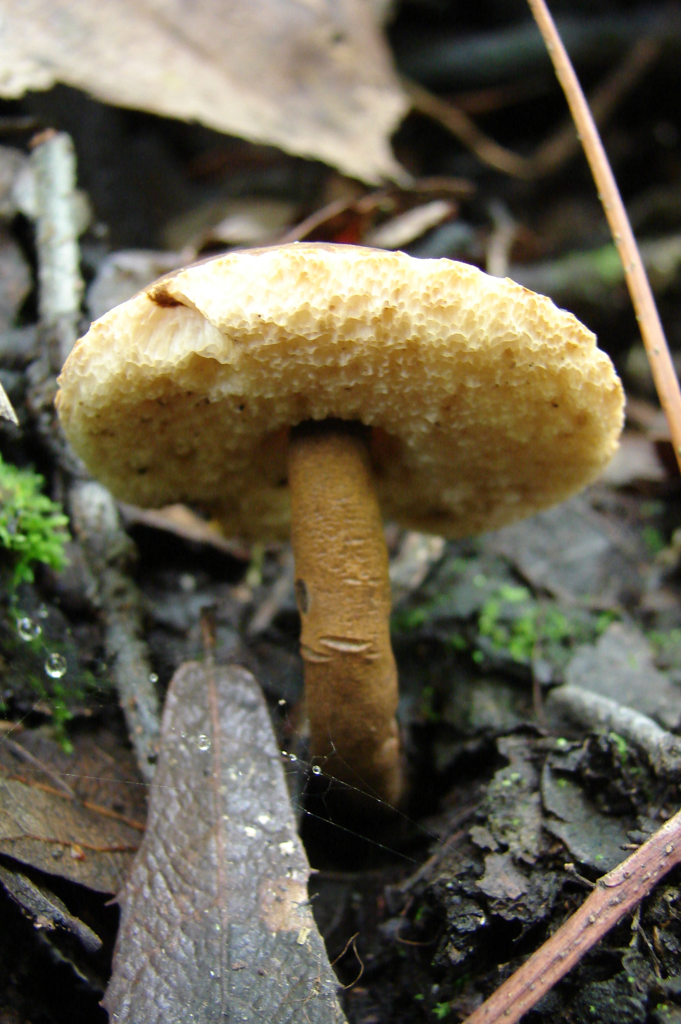 Gyroporus castaneus image