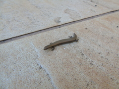 Ablepharus kitaibelii