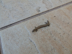 Ablepharus kitaibelii