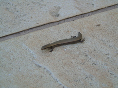 Ablepharus kitaibelii