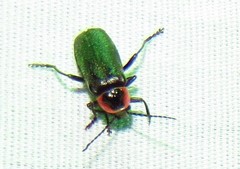Atalantycha neglecta