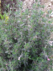 Lithodora hispidula versicolor